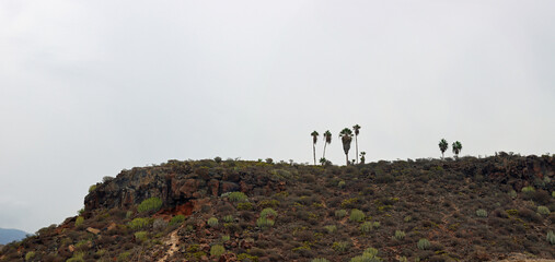 Palm trees on the hill of the island of Tenerife between cacti and stones with a gray sky