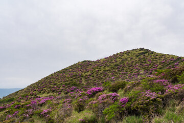 仙酔峡　ミヤマキリシマ　阿蘇