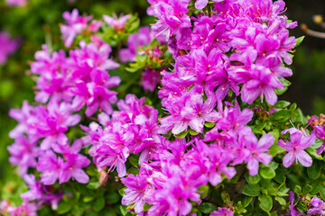 仙酔峡　ミヤマキリシマ　阿蘇