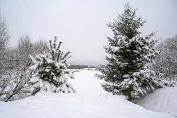 Winter landscape with snow-covered trees and a frozen river, peace and quiet