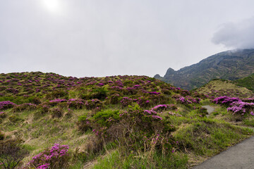 仙酔峡　ミヤマキリシマ　阿蘇
