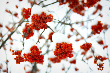 bright orange Rowan ash hanging in clusters on branches covered with a thick fluffy layer of snow close-up