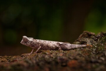 Brookesia stumpffi, plated leaf chameleon, Madagascar. Small lizard in forest habitat. Exotic beautiful endemic green reptile with long tail from South Africa. Wildlife scene from nature.