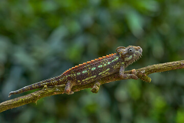 Carpet chameleon, Furcifer lateralis, sitting on the branch in forest habitat. Exotic beautiful endemic green reptile with long tail from Madagascar. Wildlife scene from nature. Female of chameleon.