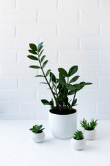 potted houseplants on a table against a white brick wall. Mini-Interior Terrier concept.