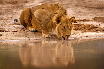 Lion drink water, Savuti, Chobe NP in Botswana. Hot season in Africa. African lion, male. Botswana...