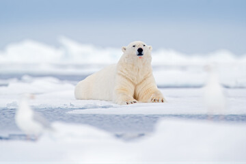 Wildlife scene from nature.  Blue sky in Arctic. Cute white animal. Polar bear lying on drift ice edge with snow and water in sea. White animal in the nature habitat, north Europe, Svalbard, Norway. © ondrejprosicky