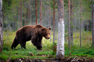 Bear standing,  sit up on its hind legs, somerr forest with cotton grass.  Dangerous animal in nature forest and meadow habitat. Wildlife scene from Finland near Russian border.