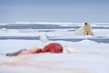 Bear with catch, Arctic wildlife behaviour. White polar bear on drifting ice with snow feeding on killed seal, skeleton and blood, wildlife Svalbard, Norway. Birds with meat. © ondrejprosicky