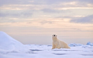 Polar bears in the Arctic White bear feeding on drift ice with snow, Alaska, USA. Bloody nature...
