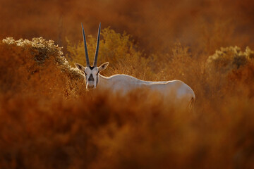 Travel Jordan, Arabia nature.  Arabian oryx or white oryx, Oryx leucoryx, antelope with a distinct...
