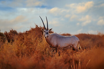 Travel Jordan, Arabia nature.  Arabian oryx or white oryx, Oryx leucoryx, antelope with a distinct shoulder bump, Evening light in nature. Animal in the nature habitat, Shaumari reserve, Jordan.