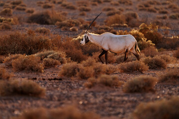 Fototapeta premium Travel Jordan, Arabia nature. Arabian oryx or white oryx, Oryx leucoryx, antelope with a distinct shoulder bump, Evening light in nature. Animal in the nature habitat, Shaumari reserve, Jordan.