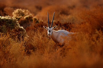 Travel Jordan, Arabia nature.  Arabian oryx or white oryx, Oryx leucoryx, antelope with a distinct shoulder bump, Evening light in nature. Animal in the nature habitat, Shaumari reserve, Jordan. - obrazy, fototapety, plakaty
