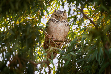 Pharaoh eagle-owl, Bubo ascalaphus, sitting on the green tree branch in oasis, Shaumari reserve, Jordan. Bird in the nature habitat. Travel Jordan, Arabia nature wildlife. Middle East owl bird.