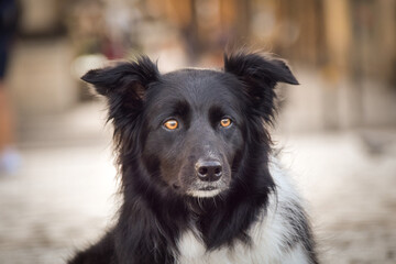 Border collie is lying on bridge. He was in center of Prague. She is so patient model.