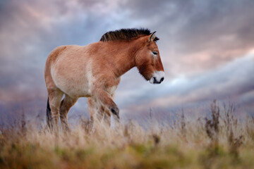 Przewalski's Horse with magical evening sky, nature habitat Mongolia. Horse in stepee grass....