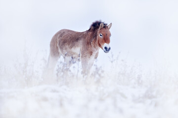Winter Mongolia. Przewalski's Horse with snow, nature habitat in Mongolia. Horse in stepee grass. Wildlife in Mongolia. Equus ferus przewalskii. Hustai National Park with rare wild horses, Nature Asia