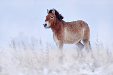 Mongolia  Przewalski's Horse with snow, nature habitat in Mongolia. Winter nature art. Horse in...