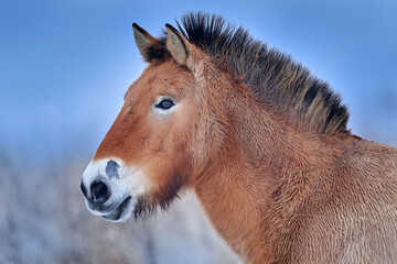 Przewalski's Horse with blue evening sky, close-up portrait Mongolia. Horse in stepee grass. Wildlife in Mongolia. Equus ferus przewalskii. Hustai National Park with rare wild horses. Nature Asia.