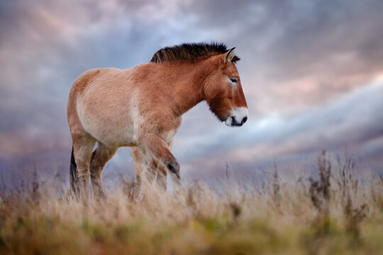 Przewalski's Horse with magical evening sky, nature habitat Mongolia. Horse in stepee grass. Wildlife in Mongolia. Equus ferus przewalskii. Hustai National Park with rare wild horses.