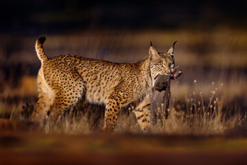 Spain wildlife. Iberian lynx, Lynx pardinus, wild cat endemic to Spain in Europe. Rare cat walk in the nature habitat. Canine feline with spot fur coat, evening sunset light.