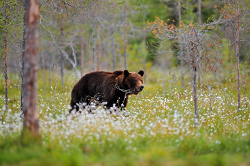 Obraz na płótnie Canvas Bear with summer forest, wide angle with habitat. Beautiful brown bear walking around lake, fall colours. Big danger animal in habitat. Wildlife scene from nature, Russia.