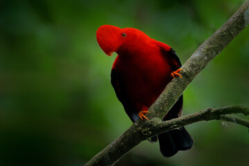 Fototapeta premium Cock-of-The-Rock, Rupicola peruvianus, red bird with fan-shaped crest perched on branch in its typical environment of tropical rainforest, Ecuador. Bird pair love, wildlife nature.