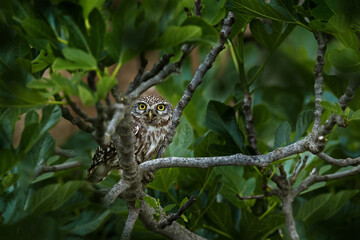 Little Owl, Athene noctua, bird in old roof tile ruin. Urban wildlife with bird with yellow eyes, Bulgaria. Wildlife scene from nature. Animal behavior in urban habitat, hidden owl.