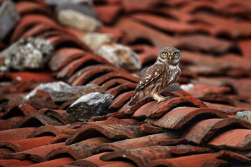 Little Owl, Athene noctua, bird in old roof tile ruin. Urban wildlife with bird with yellow eyes, Bulgaria. Wildlife scene from nature. Animal behavior in urban habitat, hidden owl.