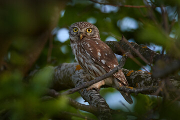 Little Owl, Athene noctua, bird in old roof tile ruin. Urban wildlife with bird with yellow eyes, Bulgaria. Wildlife scene from nature. Animal behavior in urban habitat, hidden owl.