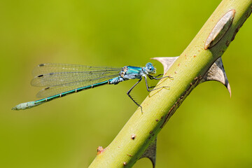 Lestes dryas, damselfly in the family Lestidae, sitting on the tree branch with thorn. Europe wildlife nature. Dragonfly in the green vegetation, Bulgaria nature.