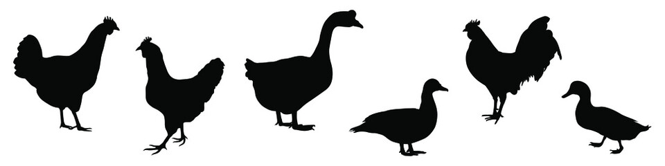 Farm animals silhouettes. Collection of domestic cattle. Vector illustration set isolated on white.