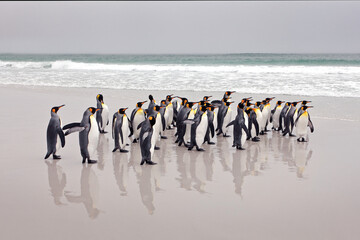 Obraz premium Penguin colony. Group of king penguins coming back from sea to the beach with wave and blue sky in background, South Georgia, Antarctica. Ocean water bird in Atlantic Ocean.