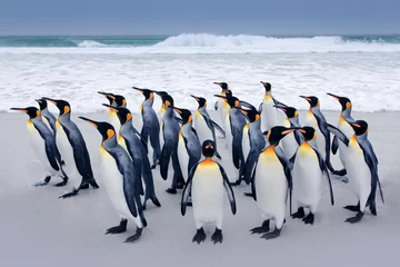 Wandaufkleber Penguin colony. Group of king penguins coming back from sea to the beach with wave and blue sky in background, South Georgia, Antarctica. Ocean water bird in Atlantic Ocean. © ondrejprosicky