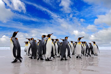 Antarctica wildlife, penguin colony. Group of king penguins coming back from sea to beach with wave and blue sky in background, South Georgia, Antarctica. Blue sky and water bird in Atlantic Ocean.