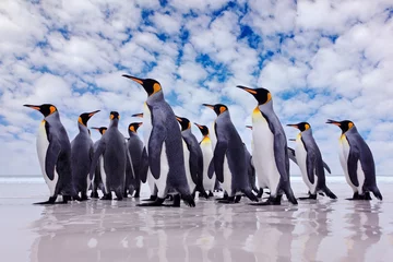 Foto op Plexiglas Antarctica wildlife, penguin colony. Group of king penguins coming back from sea to beach with wave and blue sky in background, South Georgia, Antarctica. Blue sky and water bird in Atlantic Ocean. © ondrejprosicky
