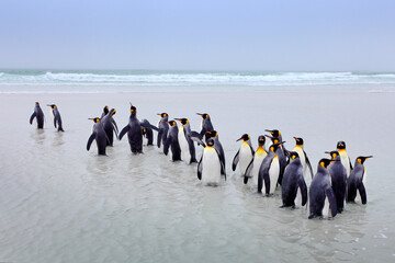 Obraz premium Penguin colony. Group of king penguins coming back from sea to the beach with wave and blue sky in background, South Georgia, Antarctica. Ocean water bird in Atlantic Ocean.