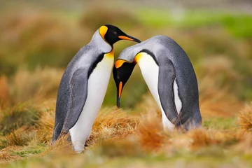 Fotobehang Bird love in nature. King penguin couple cuddling, wild nature. Two penguins making love in the grass. Wildlife scene from nature. Bird behavior, wildlife scene from nature, Antarctica. © ondrejprosicky
