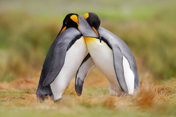 Bird love in nature. King penguin couple cuddling, wild nature. Two penguins making love in the...