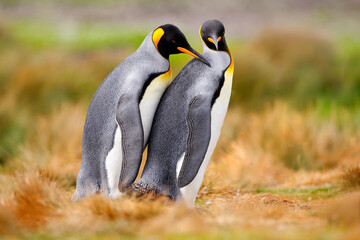 Bird love in nature. King penguin couple cuddling, wild nature. Two penguins making love in the grass. Wildlife scene from nature. Bird behavior, wildlife scene from nature, Antarctica.