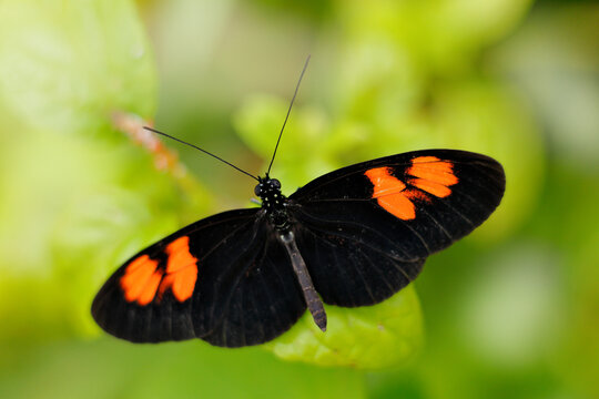Catonephele numilia, the blue-frosted banner, blue-frosted Catone - black orange spot butterfly from Ecuador. Beautiful insect sitting om the leave in the green tropic vegetation. Wildife nature.