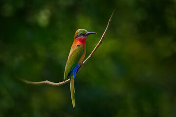 Uganda wildlife. Red-throated bee-eater, Merops bulocki, green red bird sitting on the branch in the nature habitat. Bee-eater in forest, Victoria Nile,  Murchison Falls NP in Uganda. Bird from Africa