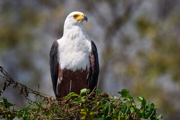 African Fish-eagle, Haliaeetus vocifer, brown bird with white head. Eagle sitting on the top of the...