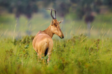Lelwel hartebeest, Alcelaphus buselaphus lelwel, also known as Jackson's hartebeest antelope, in the green vegetation in Africa. Hartebeest in Murchison Falls NP, Uganda. 