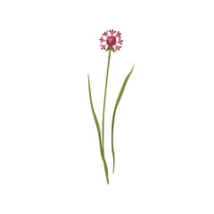 Fototapeta na wymiar Chives flower. Wild floral plant on stem with leaf. Botanical drawing of blossomed wildflower. Blooming meadow herb. Field inflorescence. Flat vector illustration isolated on white background