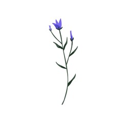 Bluebell flower. Wild blue bell on stem with leaf. Blooming bellflower. Delicate Campanula, floral plant. Botanical flat vector illustration of blossomed harebell isolated on white background