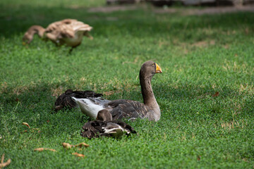 Nice big tula battle goose sitting on green grass at summer sunny day