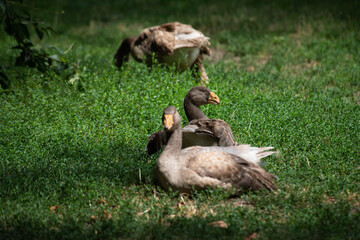 Nice big tula battle goose sitting on green grass at summer sunny day - obrazy, fototapety, plakaty
