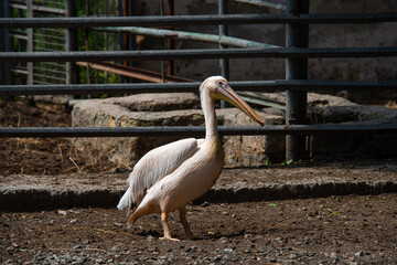 beautiful pink pelicans in the Odessa zoo birds in captivity